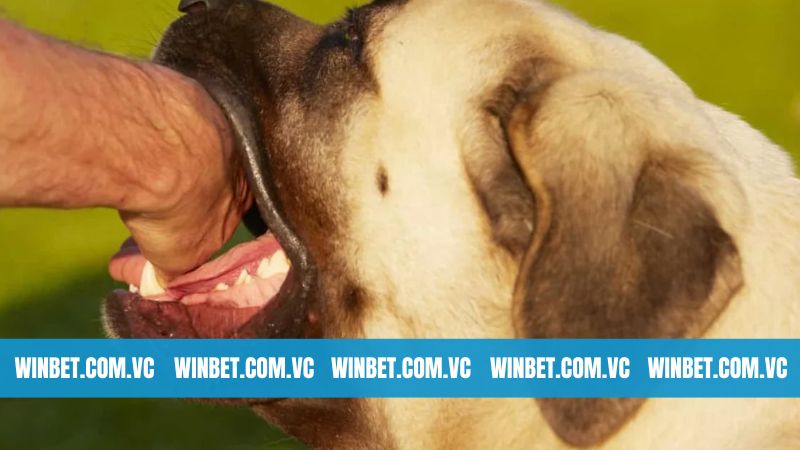 Giải Mã Hiện Tượng Nằm Mơ Thấy Bị Chó Cắn Cùng Winbet 3 Giải mã giấc chiêm bao bị chó cắn