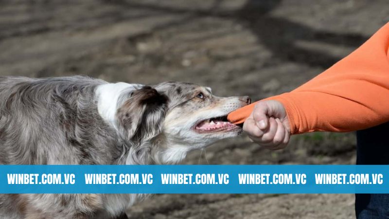 Giải Mã Hiện Tượng Nằm Mơ Thấy Bị Chó Cắn Cùng Winbet 4 Khám phá các con số may mắn trong giấc mộng